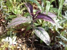 Bouclier persan, Strobilanthes dyerianus