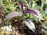 Strobilanthes dyerianus, Bouclier persan