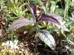 Strobilanthes dyerianus, Bouclier persan
