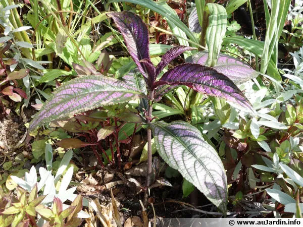Strobilanthes dyerianus, Bouclier persan
