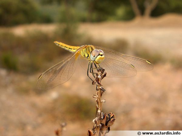 Sympétrum à nervures rouges (Sympetrum fonscolombii)