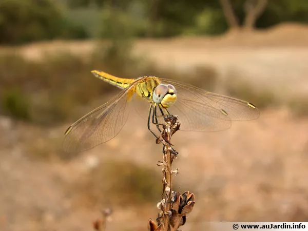 Sympétrum à nervures rouges (Sympetrum fonscolombii)