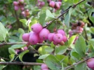Symphorine, Symphoricarpos