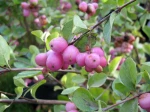 Symphoricarpos x doorenbosii 'mother of pearl'