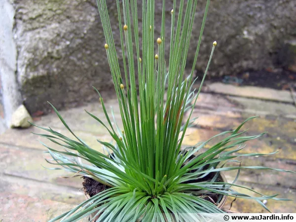 Mikado, Syngonanthus chrysanthus 'Mikado'