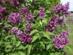 Lilas de Hongrie, Syringa josikaea