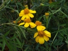 Tagte de Lemmon, Souci arbustif, Tagetes lemmonii