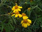 Tagète de Lemmon, Souci arbustif, Tagetes lemmonii