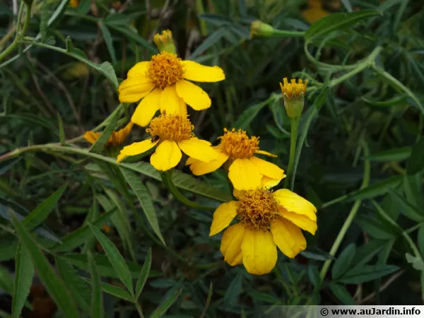 Tagète de Lemmon, Souci arbustif, Tagetes lemmonii