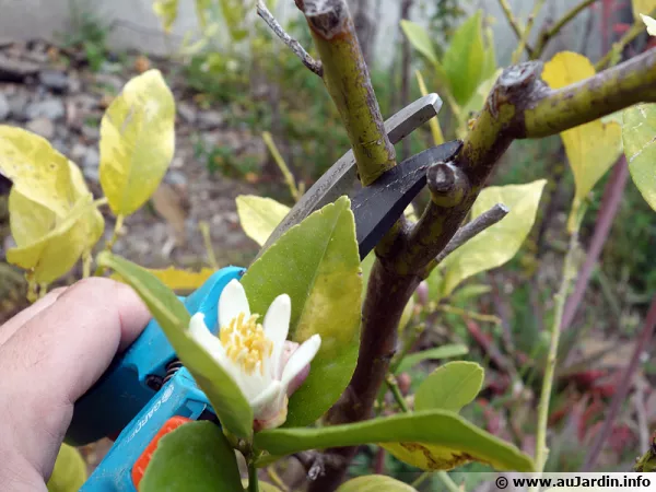 Taille des branches mortes d'un citronnier