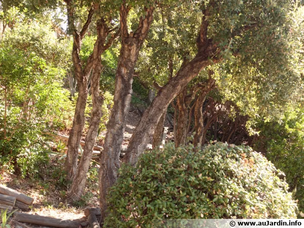 Dgagement du bas des arbustes pour donner de la profondeur au jardin