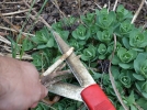 La taille des plantes vivaces, pourquoi et quand