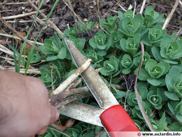 Taille des sedums de jardin au printemps