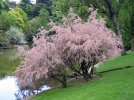 Tamaris, Tamarix