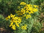 Tanaisie, Barbotine, Herbe aux vers, Tanacetum vulgare Tanaisie, Barbotine, Herbe aux vers, Tanacetum vulgare