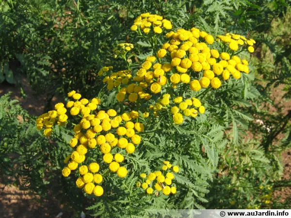Tanaisie, Barbotine, Herbe aux vers, Tanacetum vulgare