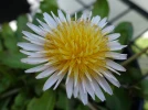 Pissenlit � fleurs roses, Taraxacum pseudoroseum