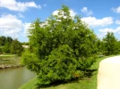 Cypr�s chauve, Cypr�s de Louisiane, Taxodium distichum