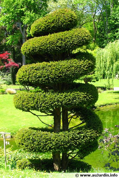 10 Graines D’If Commun (Taxus Baccata) - Graines Reproductibles Non Hybrides - Pour Haie, Topiaire, Bonsaï