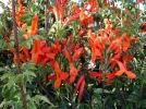 Ch�vrefeuille du Cap, Tecoma capensis