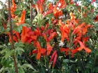 Chvrefeuille du Cap, Tecoma capensis