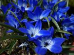 Crocus bleu du Chili, Tecophilaea cyanocrocus cultivé en pot