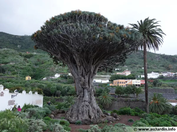 Le fameux El Drago de Los Vinos à Ténérife aux Canaries