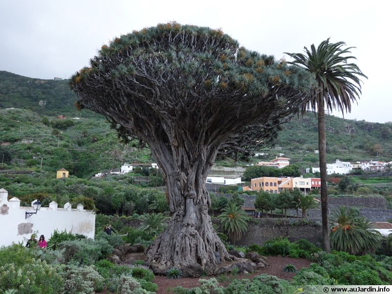 Le parc du Drago à Ténérife