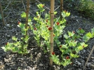 Pois asperge, Lotier pourpre, Lotus tetragonolubus