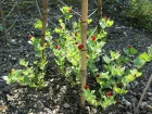 Pois asperge, Lotier pourpre, Lotus tetragonolubus