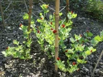 Pois asperge, Lotier pourpre, Lotus tetragonolubus