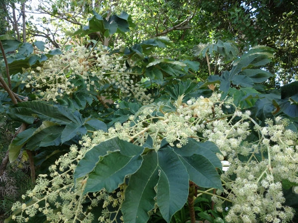 Tetrapanax papyrifera
