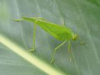 Grande sauterelle verte, Tettigonia viridissima