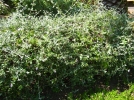 Germandre arbustive, Germandre en arbre, Germandre d'Espagne, Teucrium fruticans