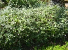 Germandr�e arbustive, Germandr�e en arbre, Germandr�e d'Espagne, Teucrium fruticans