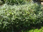 Germandre arbustive, Germandre en arbre, Germandre d'Espagne, Teucrium fruticans