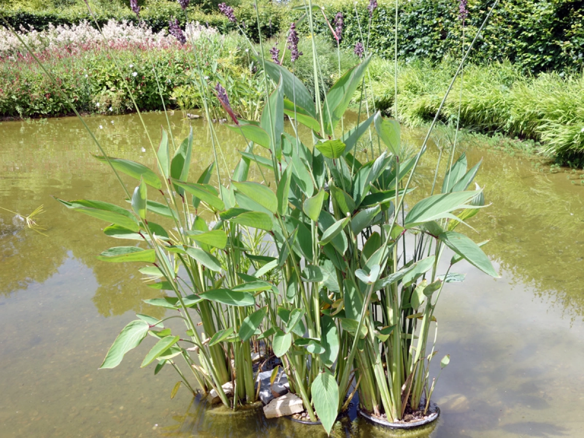 Water canna placeholder