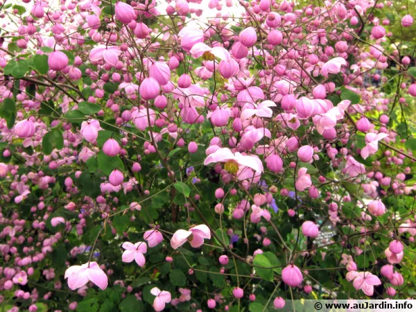 Thalictrum delavayi Splendide est un hybride entre Thalictrum delavayi et Thalictrum elegans