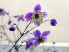 Pigamon de Rochebrun, Thalictrum rochebrunianum