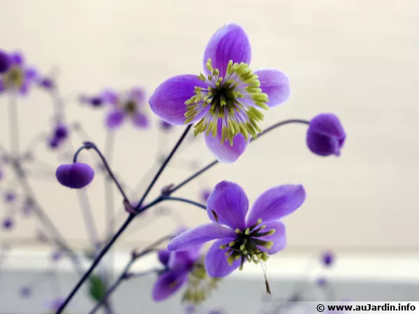 Pigamon de Rochebrun, Thalictrum rochebrunianum