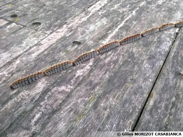 Processionnaire du pin, Thaumetopoea pityocampa