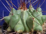 Copiapoa du Mexique, Thelocactus rinconensis