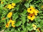 Suzanne aux yeux noirs, Thunbergia alata