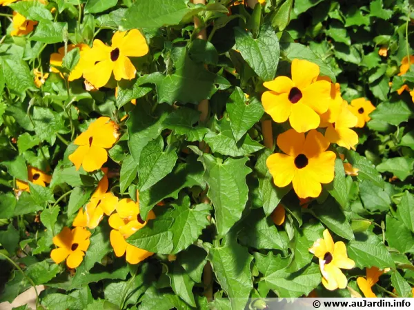 Suzanne aux yeux noirs, Thunbergia alata