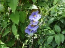 Thunbergie � grandes fleurs, Trompettes du Bengale, Thunbergia grandiflora