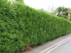 Thuya, Thuja