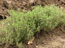 10 plantes qui soignent