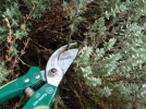 Rcolte et conservation du thym