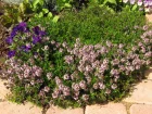 Thym luisant, Thymus nitens
