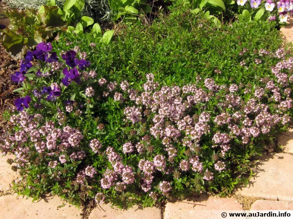 Thym luisant, Thymus nitens